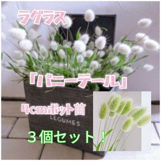 新品 レクタ プランター グレー /B 特大サイズ メダカ 野菜の通販｜ラクマ