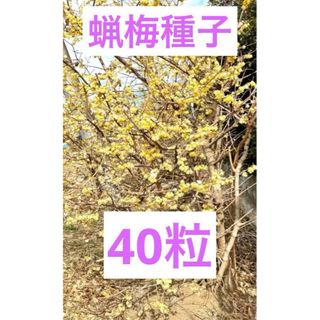 蝋梅の種子40粒(プランター)