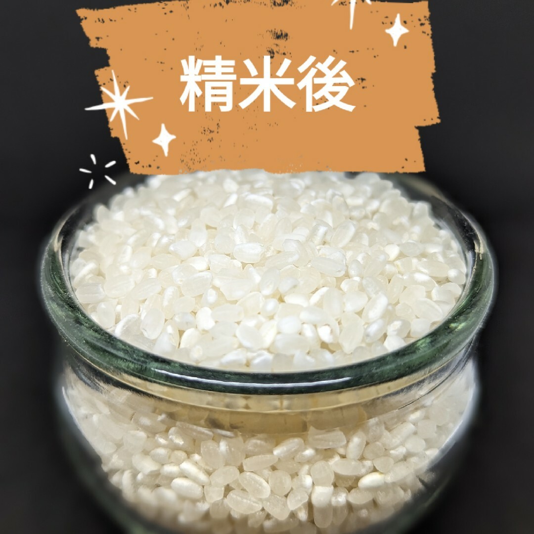 ✾福井県産ミルキークイーン✾玄米10kg✾⑤年産新米✾減農薬栽培✾ 食品/飲料/酒の食品(米/穀物)の商品写真