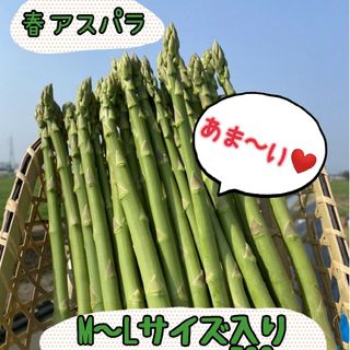 グリーンアスパラガス500g(野菜)