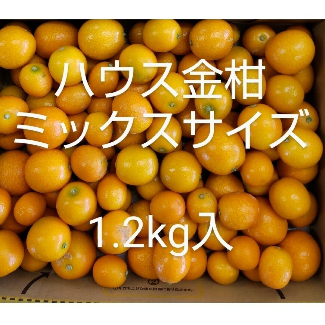 ハウス 金柑　宮崎県産　ミックスサイズ　きんかん　1.2kg入　宅急便コンパクト 食品/飲料/酒の食品(フルーツ)の商品写真