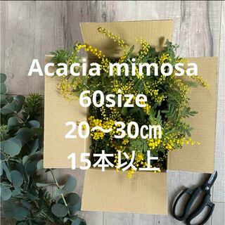 良質mimosa/ミモザ/フレッシュ/リース花材/スワッグ花材/リース/スワッグ(ドライフラワー)