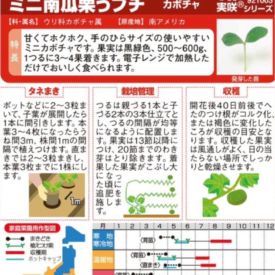 ミニ南瓜 栗っプチ 野菜種 3粒 小さな果実においしさギッシリ 食品/飲料/酒の食品(野菜)の商品写真