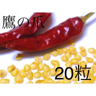 さるとび 鷹の爪 唐辛子20粒 青とうがらし 葉トウガラシ 人(調味料)