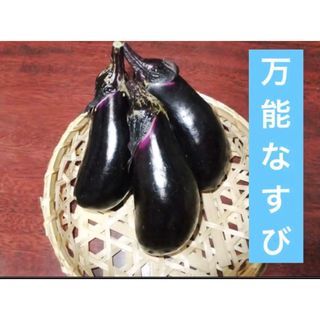 昭和からの味 万能なすび 20粒 千両ナス系 中長なす(野菜)