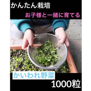 かんたん栽培 かいわれ野菜  プランター 菜園　まき菜 スプラウト ベビーリーフ(野菜)