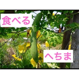 健康野菜 食べる ヘチマ ナーベーラー 15粒/緑のカーテン　家庭菜園(野菜)