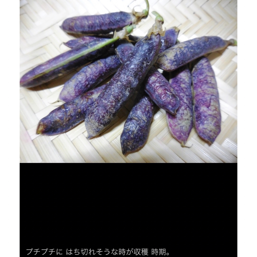 赤　えんどう豆　種　15粒 食品/飲料/酒の食品(野菜)の商品写真