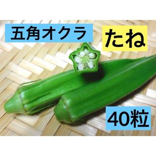 昭和からの味 五角オクラ40粒 味よし 花おくら サラダオクラ スプラウト(野菜)