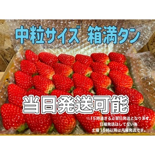 中玉サイズ 箱満タン750g以上 紅ほっぺ🍓いちご  (フルーツ)