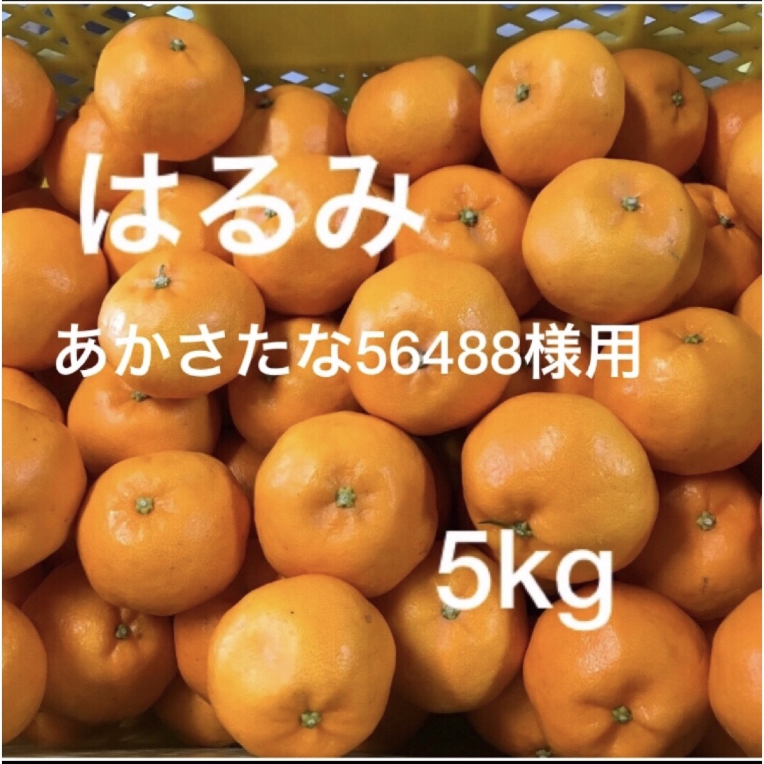 和歌山県産はるみ　あかさたな56488様専用 食品/飲料/酒の食品(フルーツ)の商品写真