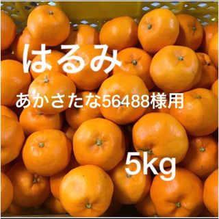 和歌山県産はるみ　あかさたな56488様専用(フルーツ)