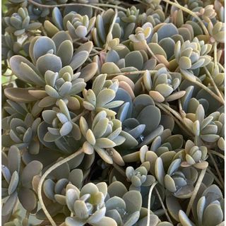 残りわずか‼️【多肉植物】子持ち蓮華　土付き１ポット抜き苗(その他)