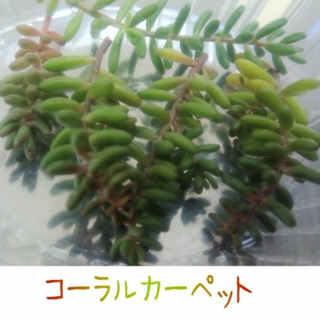 セダム４種カット苗　ミルキーウェイ他　多肉植物寄せ植え　グランドカバー ハンドメイドのフラワー/ガーデン(その他)の商品写真