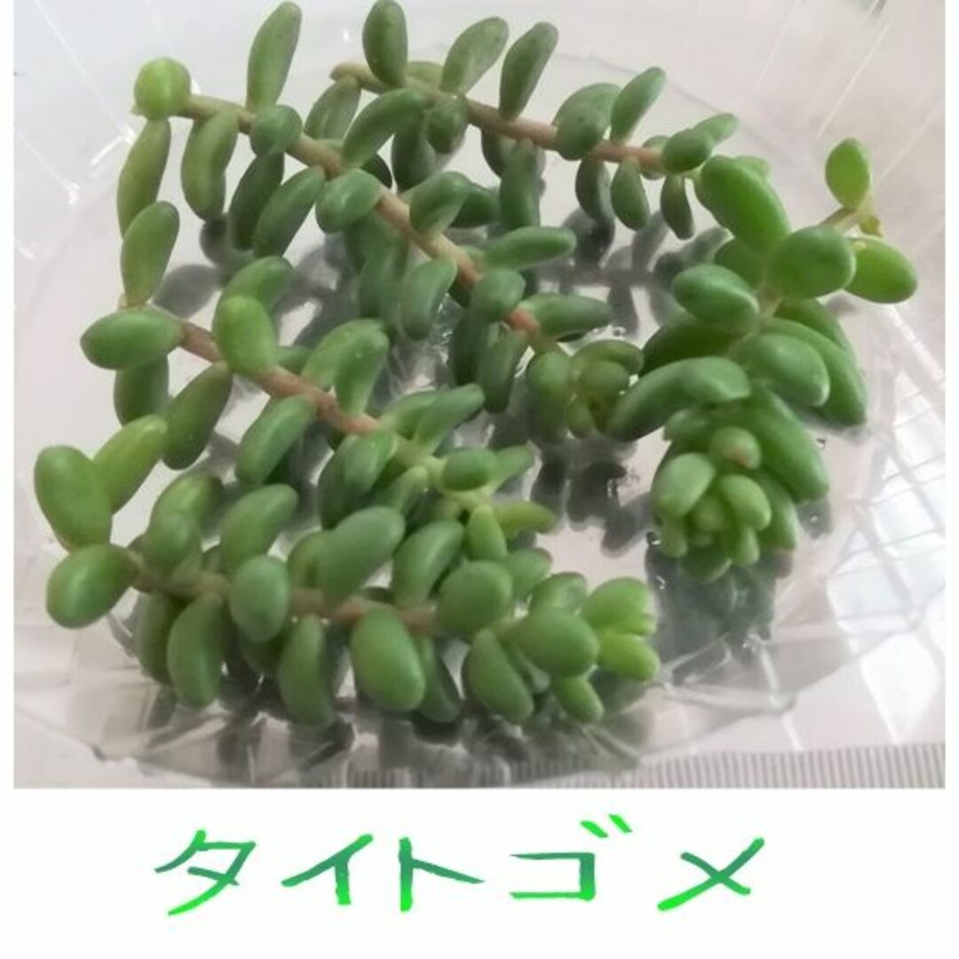 多肉植物 セダム ☆ミルキーウェイ☆ カット苗 (多肉植物セダム 多肉植物 セダム ☆ミルキーウェイ☆ カット苗 (多肉植物セダム