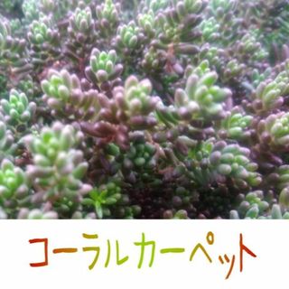 コーラルカーペット　カット苗　多肉植物　セダム　グリーンカバー　寄せ植え(その他)