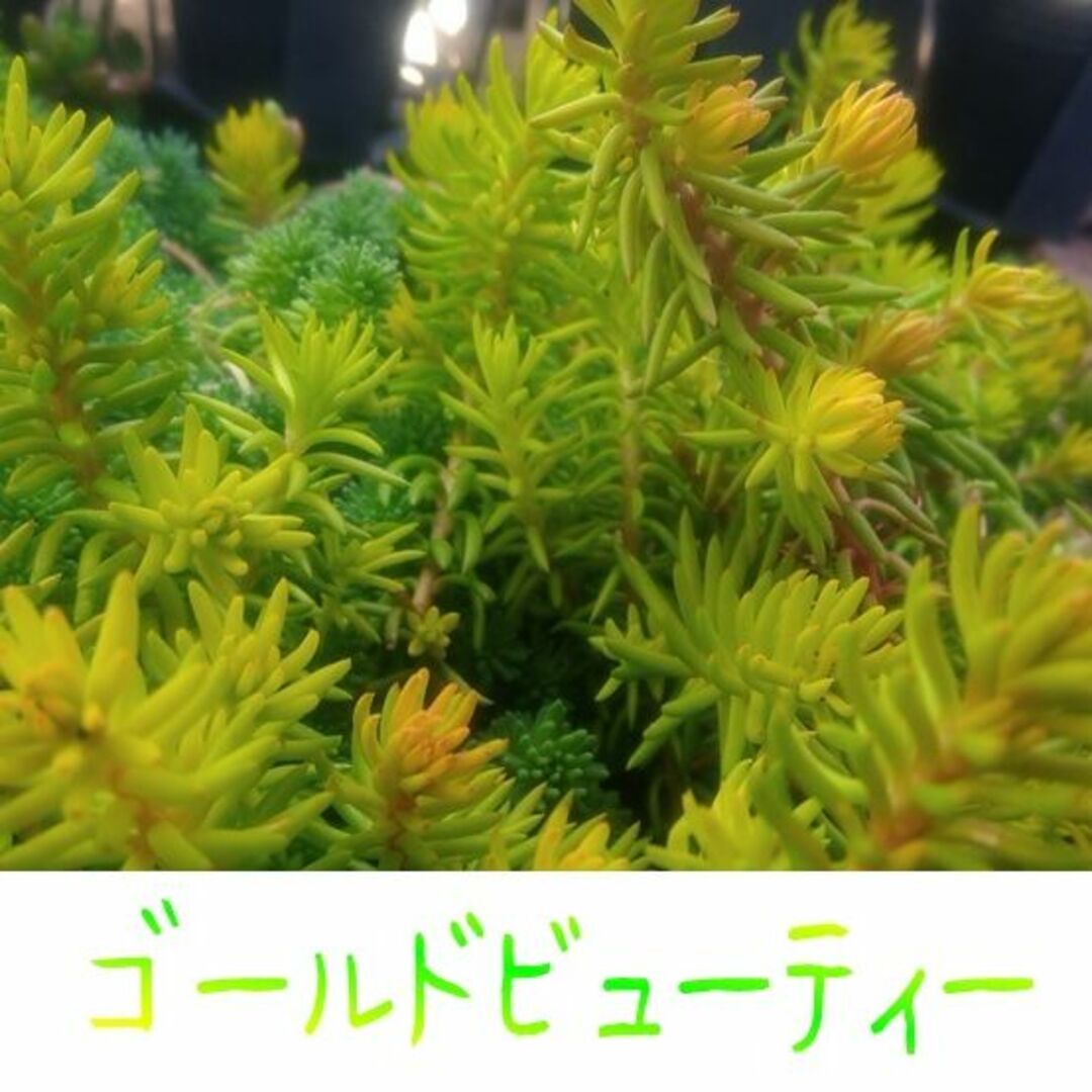 ゴールドビューティー　多肉植物カット苗　セダム寄せ植え　グリーン　グランドカバー ハンドメイドのフラワー/ガーデン(その他)の商品写真