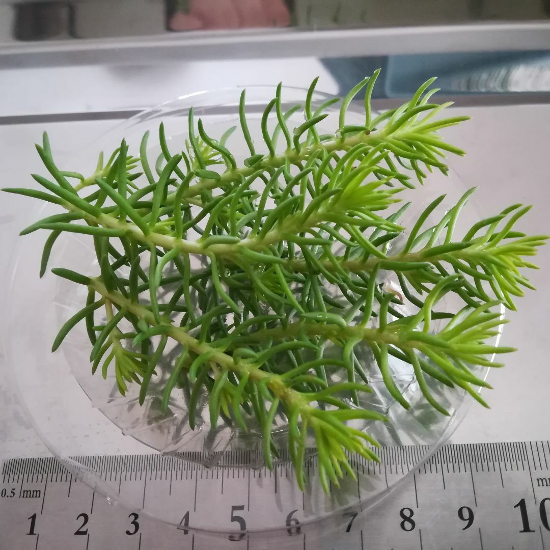 ゴールドビューティー　多肉植物カット苗　セダム寄せ植え　グリーン　グランドカバー ハンドメイドのフラワー/ガーデン(その他)の商品写真