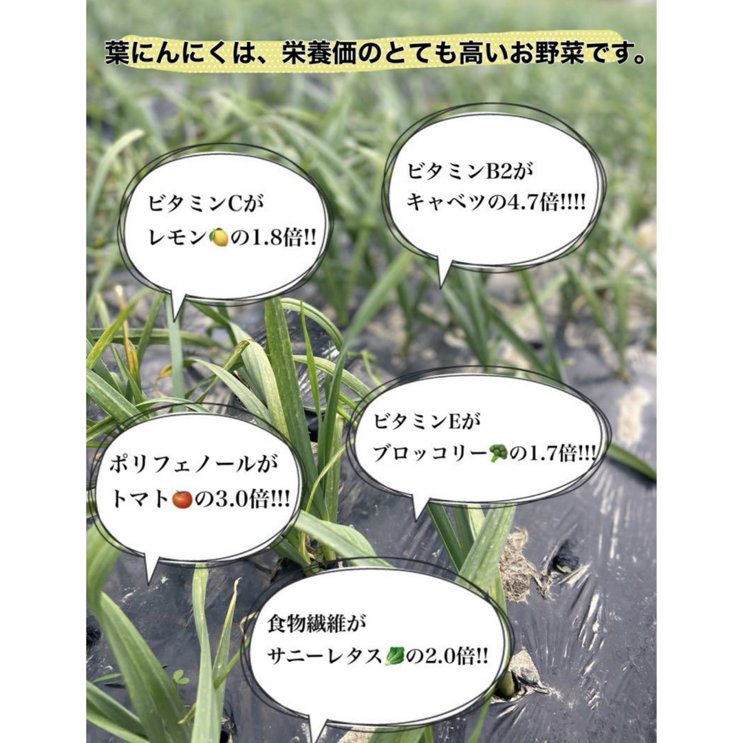 高知県産葉にんにく　葉ニンニク　産地直送500gjatp 食品/飲料/酒の食品(野菜)の商品写真