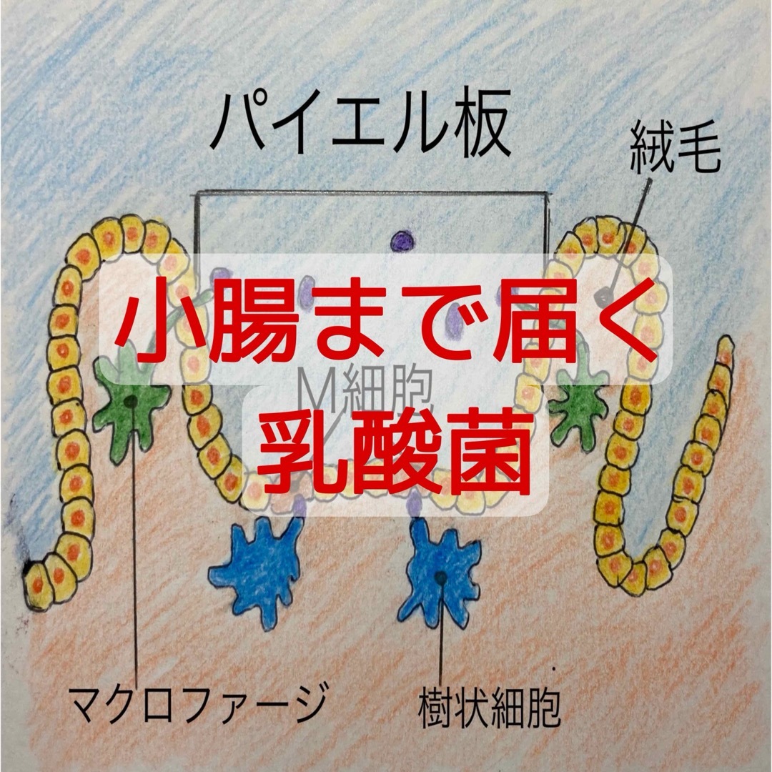 疲労、免疫力、炎症に！副腎と腸を元気にする！【しん健堂　ラクトファイバーB】 食品/飲料/酒の健康食品(ビタミン)の商品写真