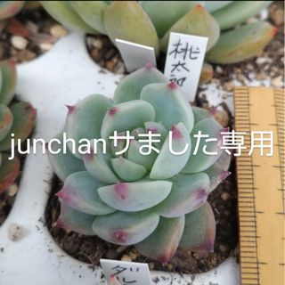 多肉植物☆junchan様専用☆可愛い多肉♡(その他)