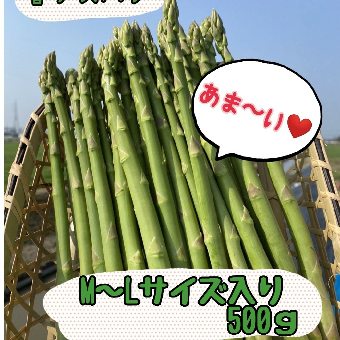 グリーンアスパラガス500g 食品/飲料/酒の食品(野菜)の商品写真