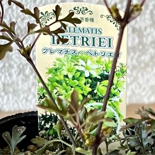 ラス前。常緑小型クレマチス　ペトリエ蕾たっぷりお一つ郵送(その他)