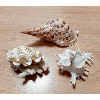 ホラ貝　巻き貝　てんぐ貝　ヒレシャコ貝　シャコ貝　サンゴ　貝殻　オブジェ(置物)