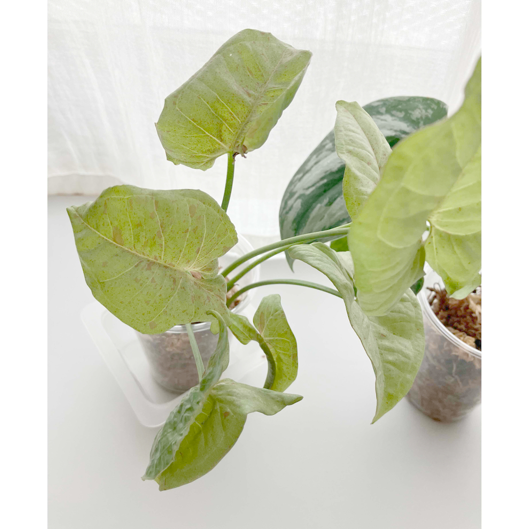 観葉植物　シンゴニウム　スキンダプサス　抜き苗　２種セット ハンドメイドのフラワー/ガーデン(プランター)の商品写真