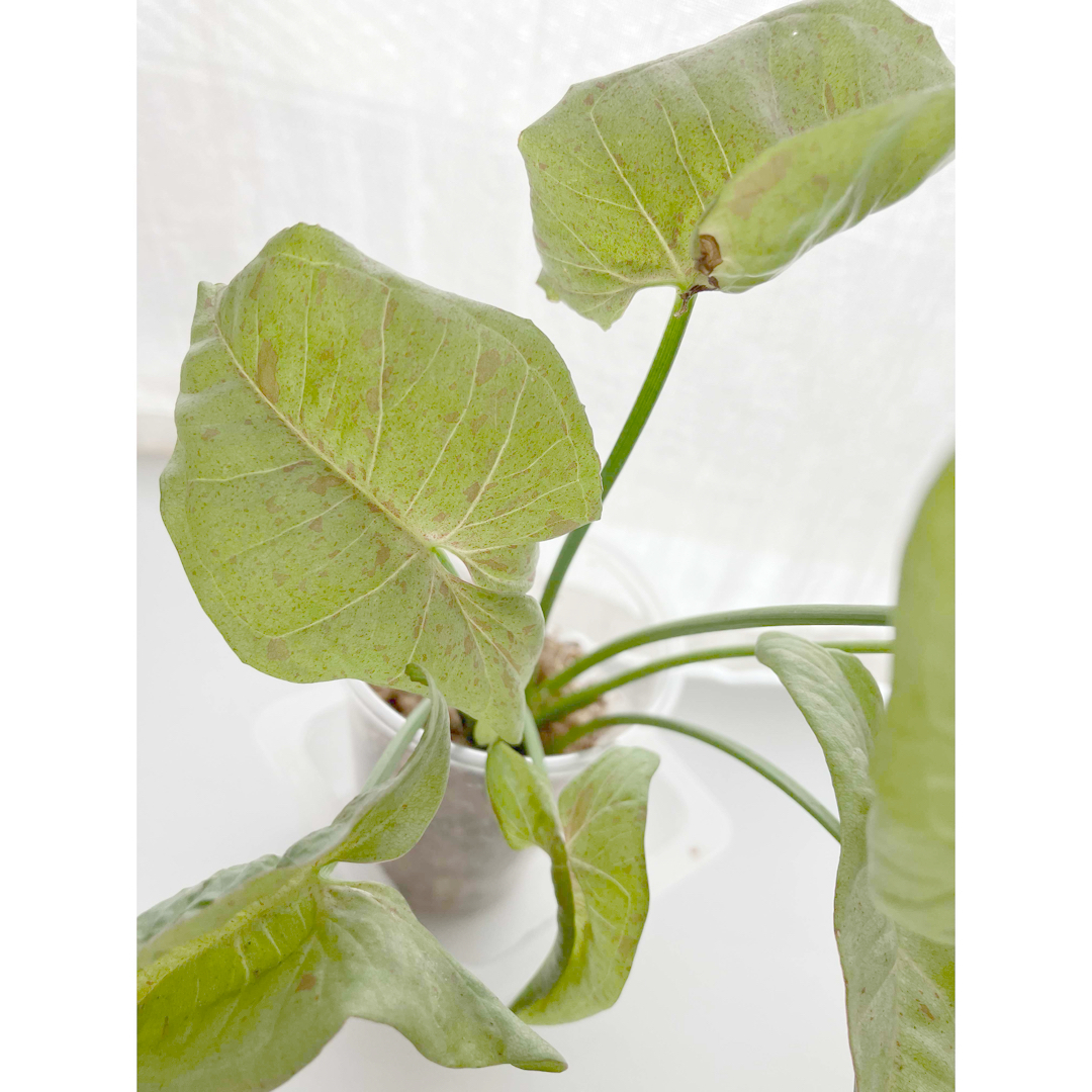 観葉植物　シンゴニウム　スキンダプサス　抜き苗　２種セット ハンドメイドのフラワー/ガーデン(プランター)の商品写真