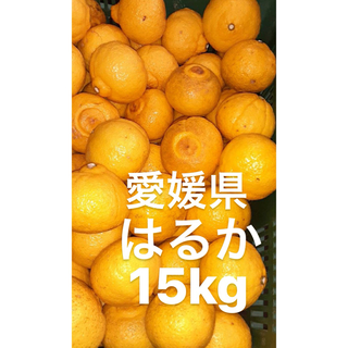 愛媛県産　はるか　柑橘　　15kg(フルーツ)