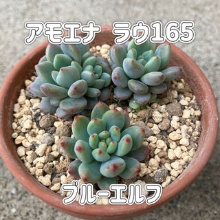 アモエナ ラウ165＆ブルーエルフ【抜き苗】多肉植物(その他)