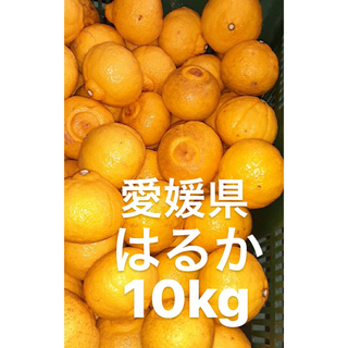 愛媛県産　はるか　柑橘　　10kg(フルーツ)