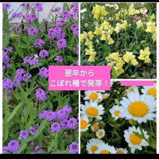 春蒔き3種セット　翌年からこぼれ種で発芽！(その他)