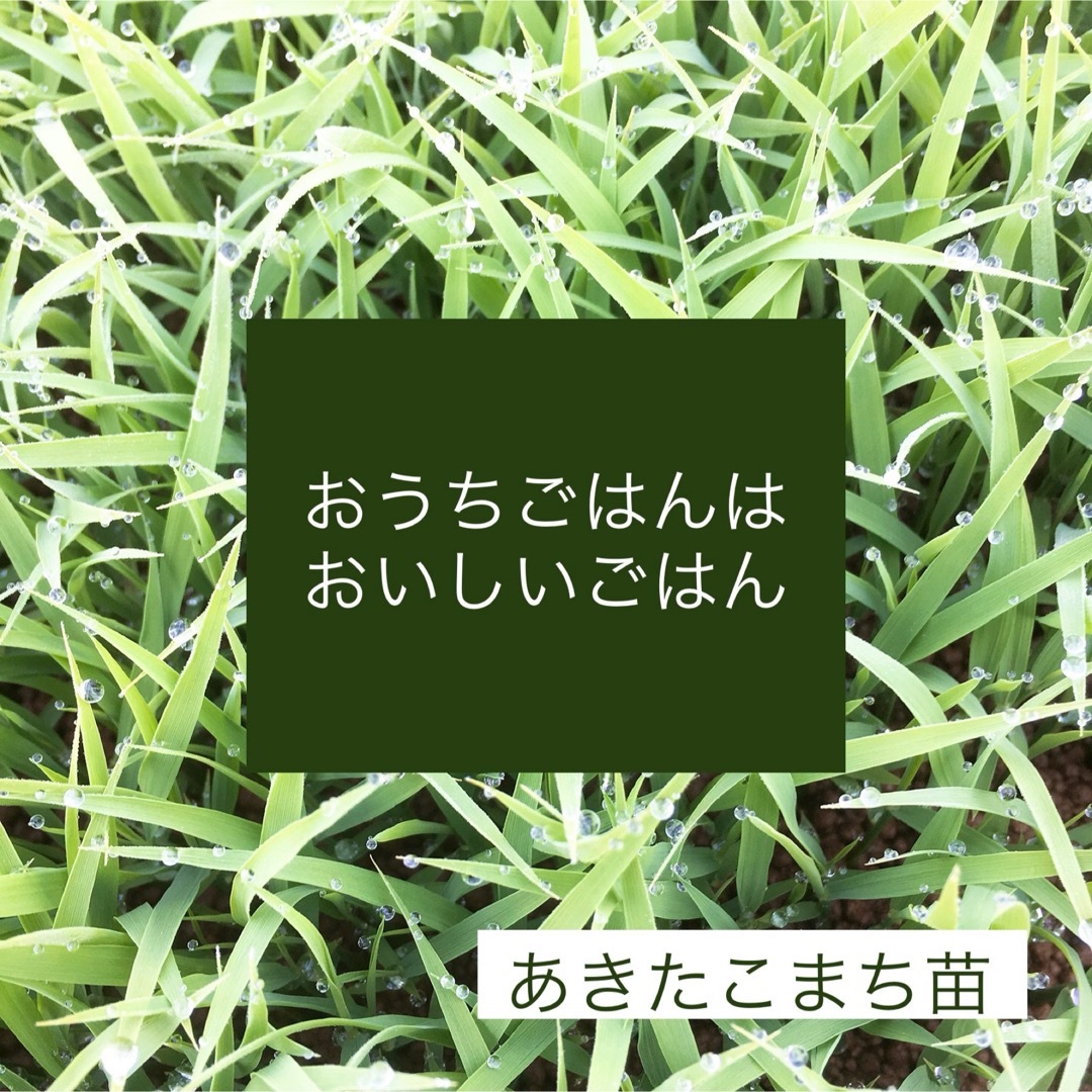 新米R5産◎低農薬【特別栽培米】あきたこまち白米1.8kg 食品/飲料/酒の食品(米/穀物)の商品写真