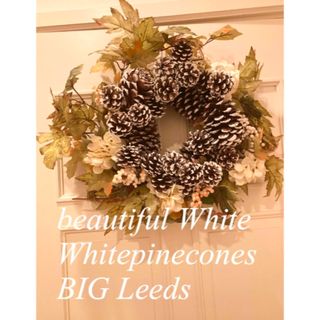 White pinecones BIGリース　50㎝(リース)