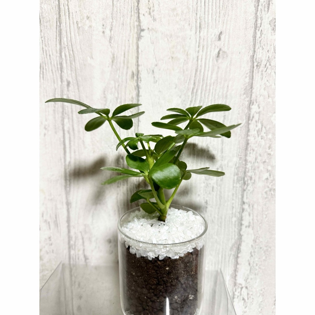 カポック　観葉植物　ハイドロカルチャー ハンドメイドのフラワー/ガーデン(ドライフラワー)の商品写真