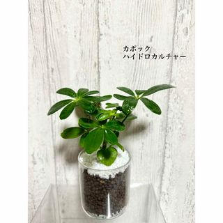 カポック　観葉植物　ハイドロカルチャー(ドライフラワー)