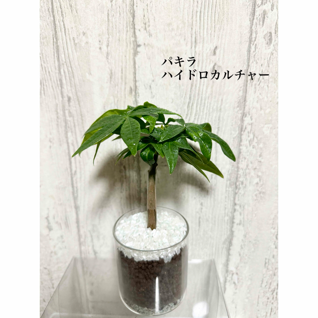 パキラ　観葉植物　ハイドロカルチャー ハンドメイドのフラワー/ガーデン(ドライフラワー)の商品写真