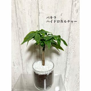 パキラ　観葉植物　ハイドロカルチャー(ドライフラワー)