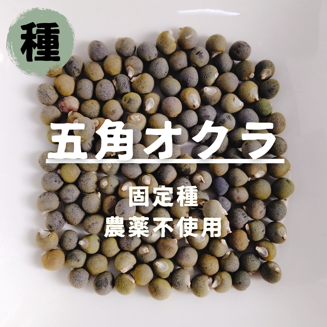 【種】五角オクラ　無農薬　40粒 食品/飲料/酒の食品(野菜)の商品写真
