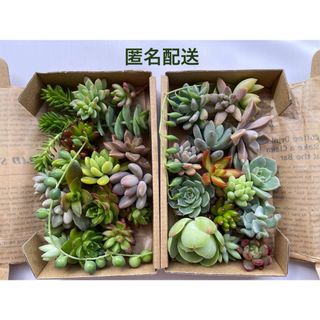 多肉植物カット苗詰め合わせ 多肉弁当 寄植え ピーチプリデ ピンクルビー(その他)