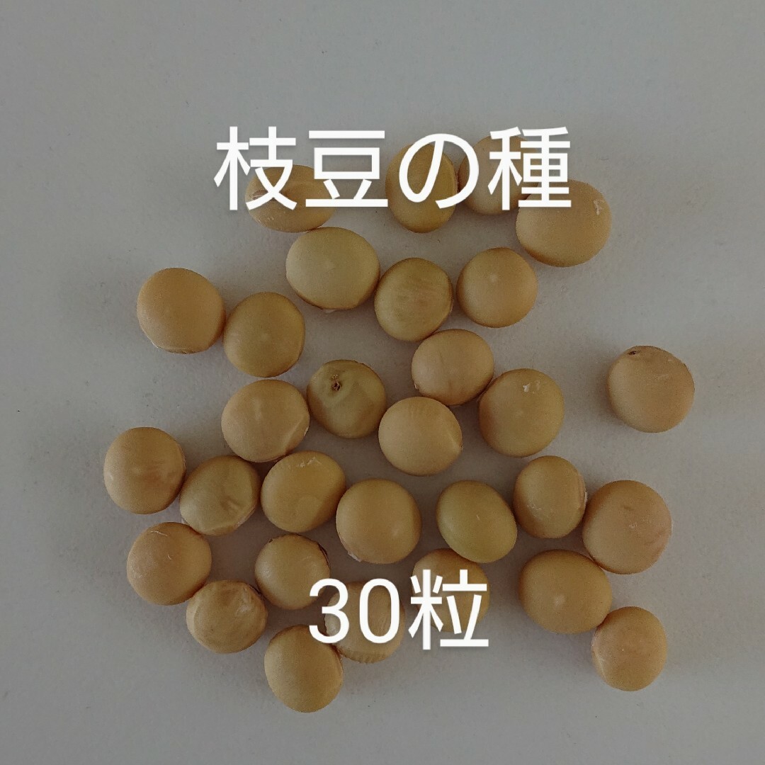 【自然栽培】枝豆の種30粒④ 食品/飲料/酒の食品(野菜)の商品写真