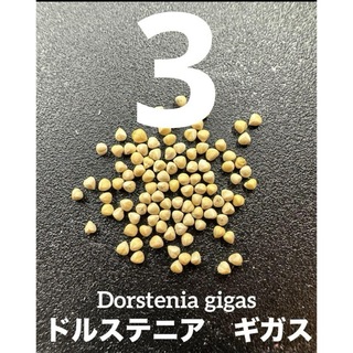 【新鮮】ドルステニアギガス種子3粒　輸入品(その他)