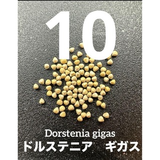 【新鮮】ドルステニアギガス種子10粒　輸入品(その他)