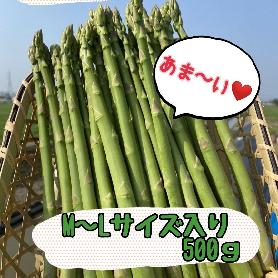 グリーンアスパラガス500g 食品/飲料/酒の食品(野菜)の商品写真