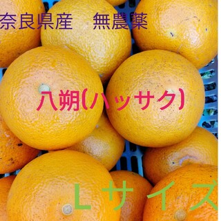 八朔(ハッサク)　Lサイズ　奈良県産　80サイズ 約5kg(フルーツ)