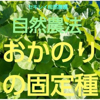 自然農法　おかのりの固定種(野菜)