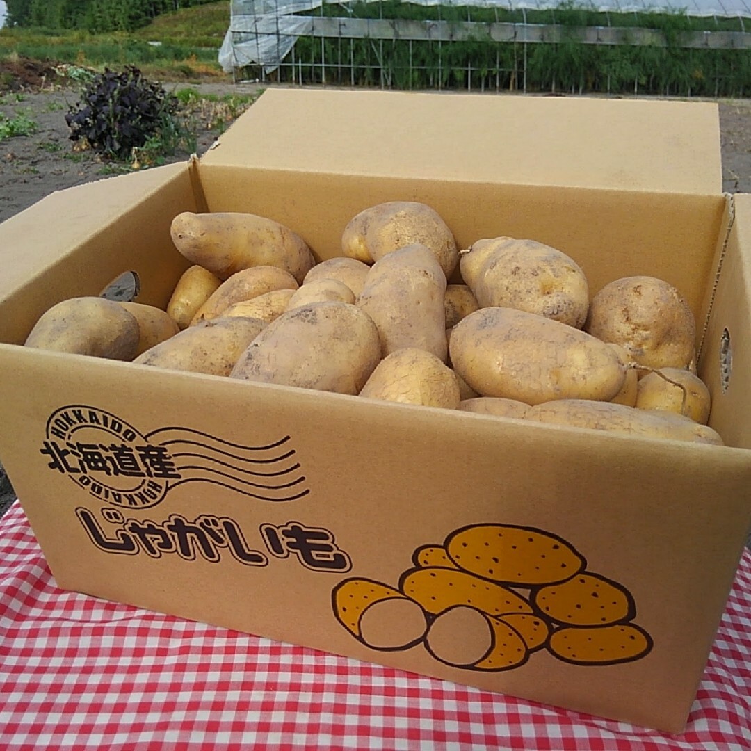 ふらのじゃがいも　メークイン 食品/飲料/酒の食品(野菜)の商品写真