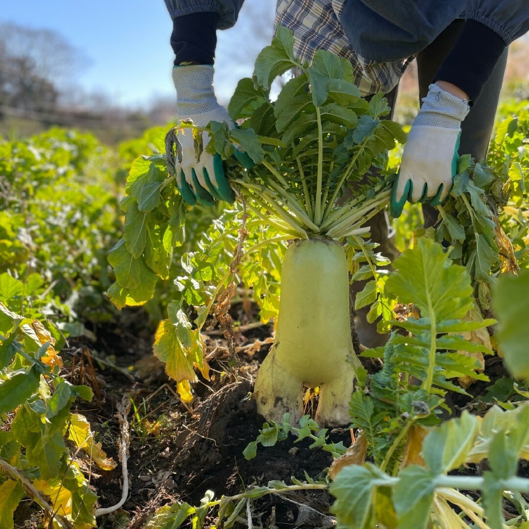 栄養満点【10種類の乾燥野菜MIX200g】自然の美味しさ100％ 無添加無着色 食品/飲料/酒の食品(野菜)の商品写真